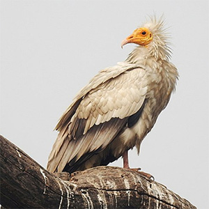 Egyptian Vulture